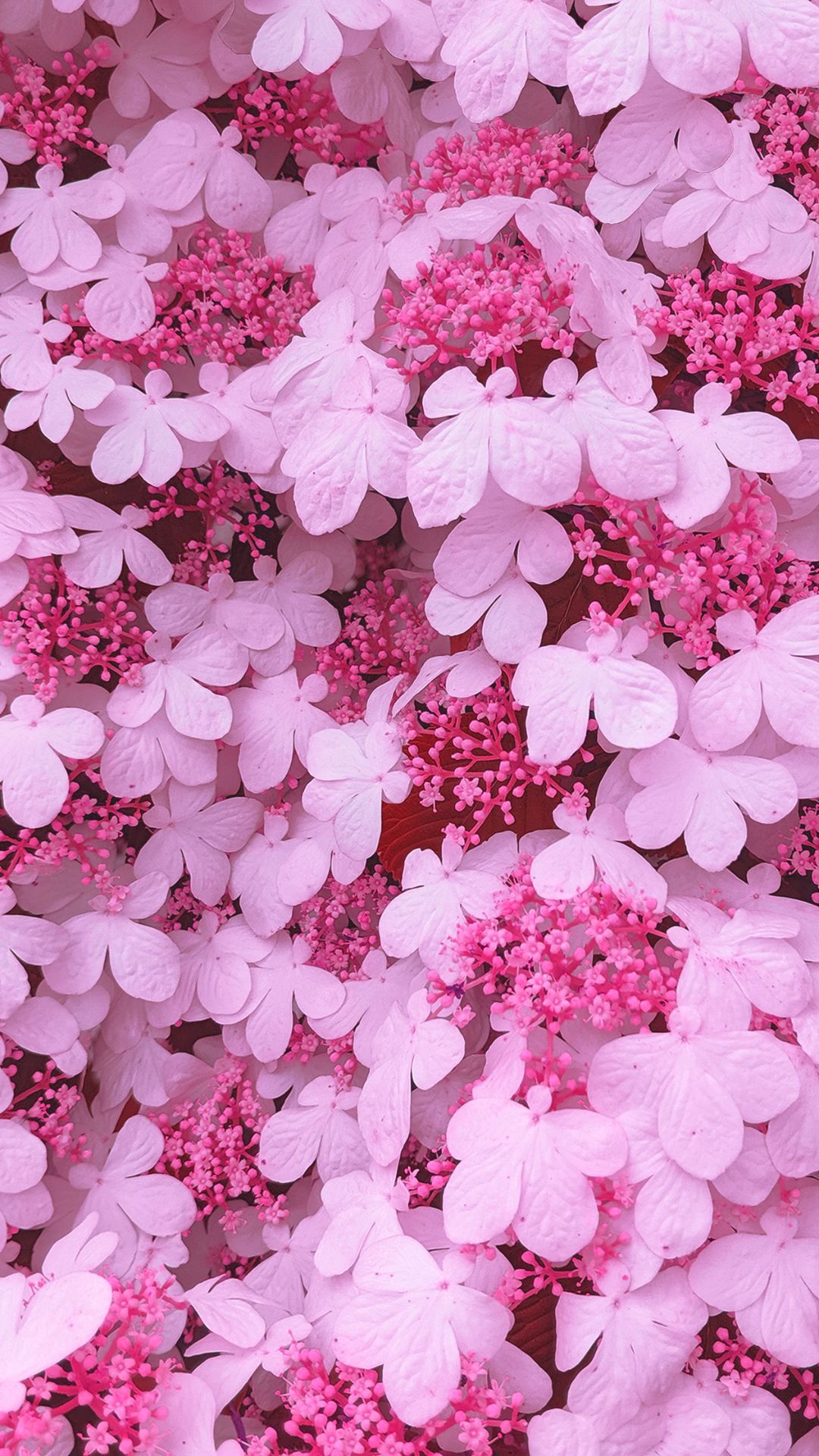 30+ Spring Wallpapers for iPhone – Best Spring Backgrounds [Free Download]