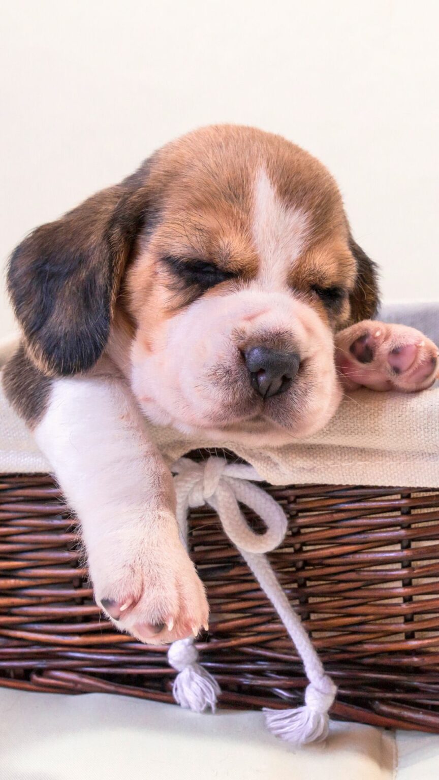 20+ Wallpapers for your Phone - Adorable Animals that Melt Your Heart